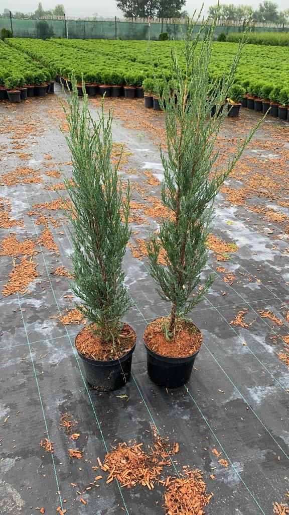 Можжевельник скальный Блю Арроу